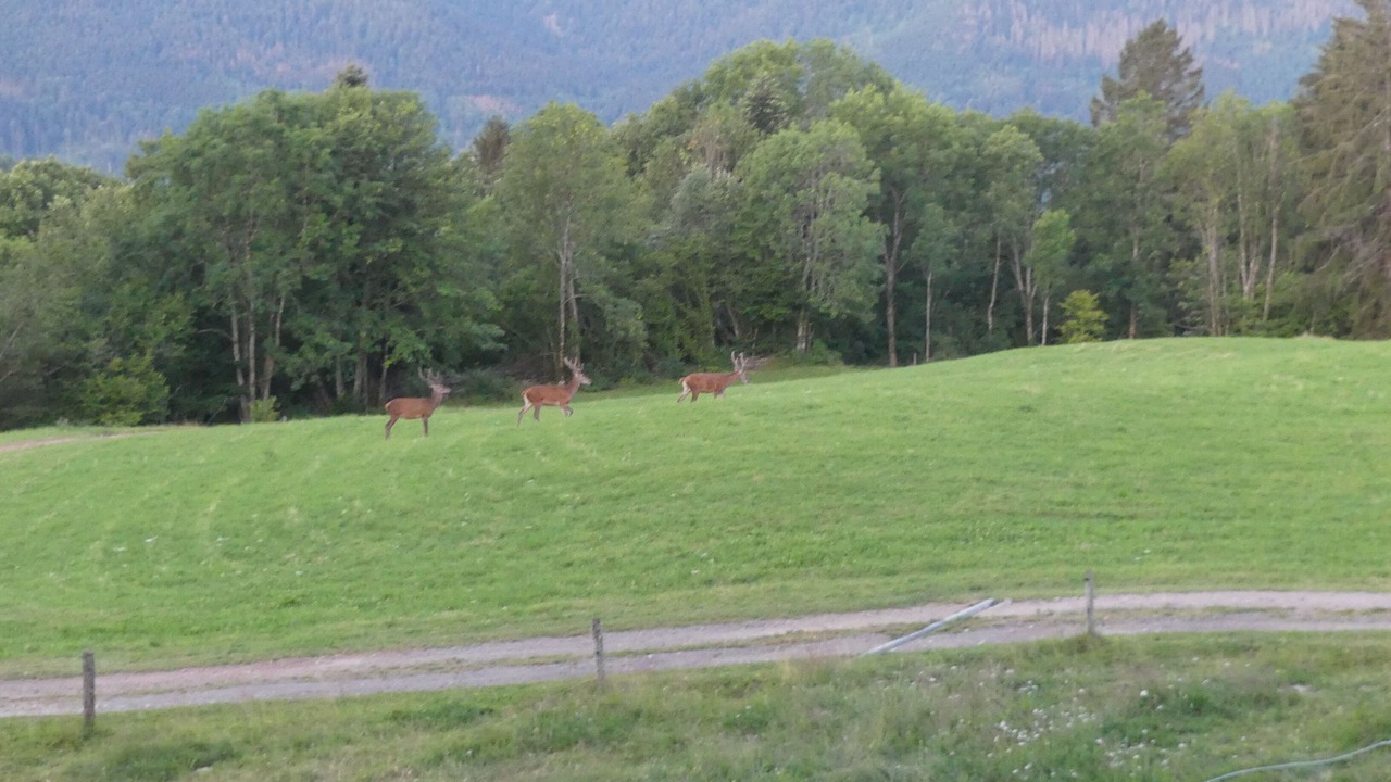 Photo of Others in Saulxures-sur-Moselotte