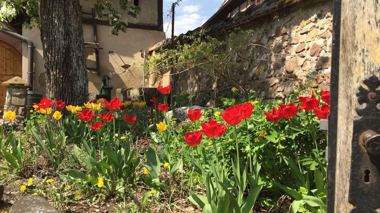 Photo of Outdoor in Niedermorschwihr