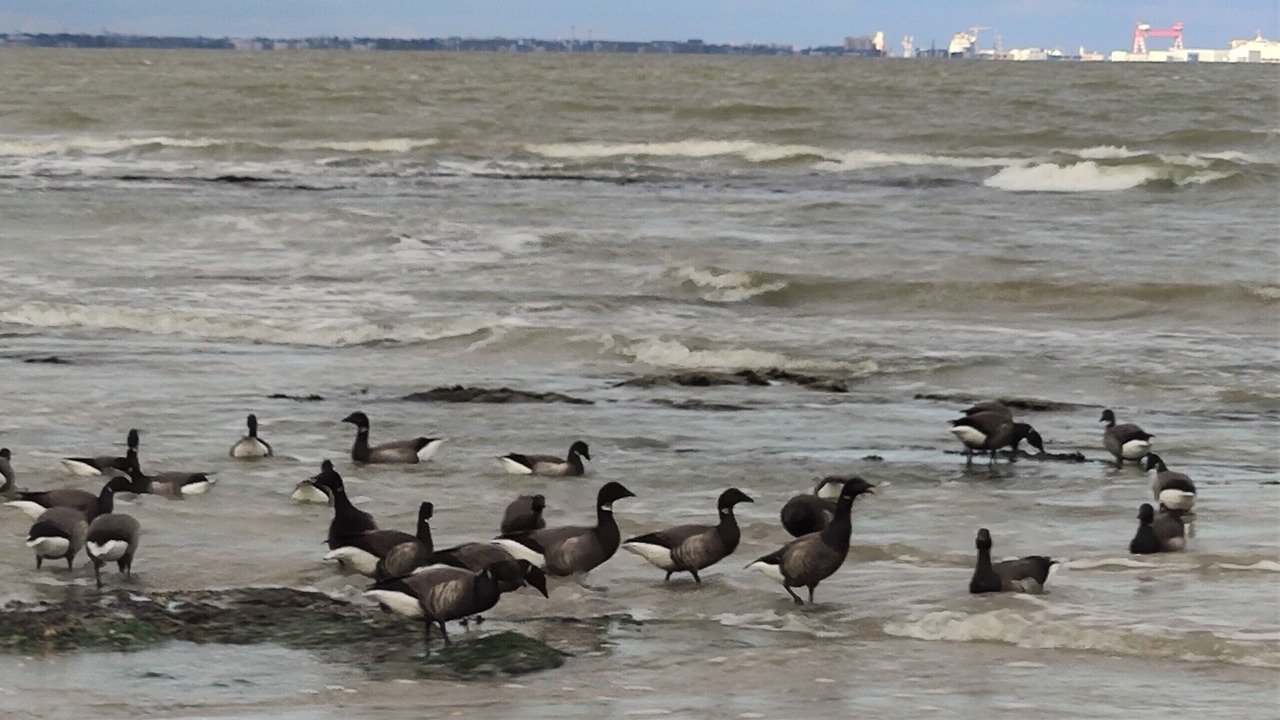 Photo of Others in La Plaine-sur-Mer