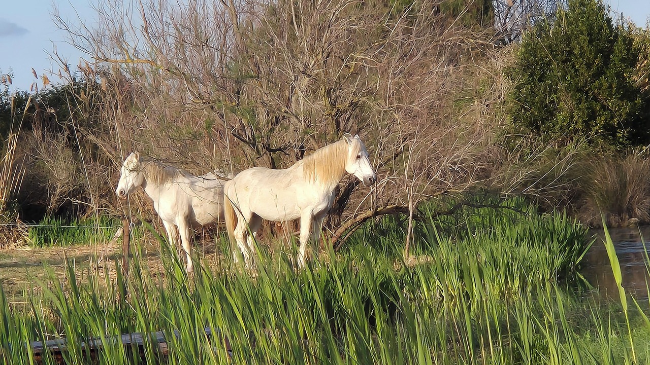 Photo of Others in Saintes-Maries-de-la-Mer